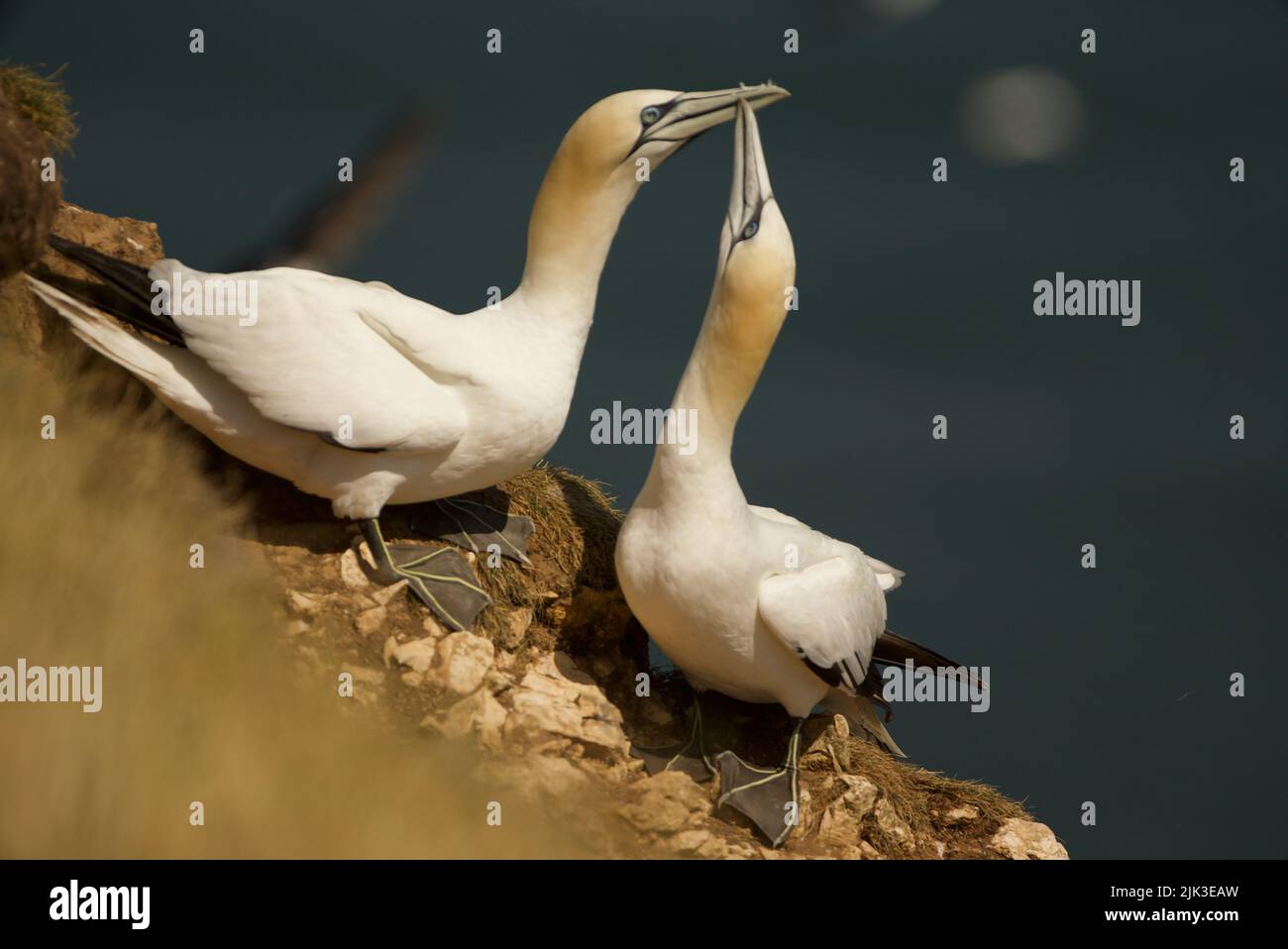 Pair of Northern Gannets (Morus bassanus) (RSPB Bempton Cliffs). A couple of Gannets, a courting mating pair, displaying intimacy. Gannet courtship. Stock Photo