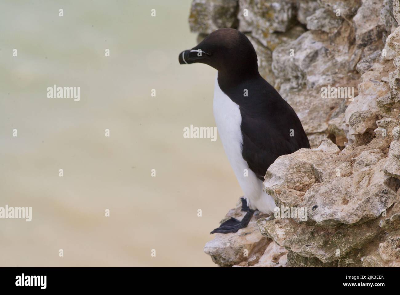 A pair of Razorbill birds sat on a cliff edge along the UK coast (RSPB Bempton Cliffs). The Razor-Billed Auk (Alca torda) is a seabird AKA Lesser Auk. Stock Photo