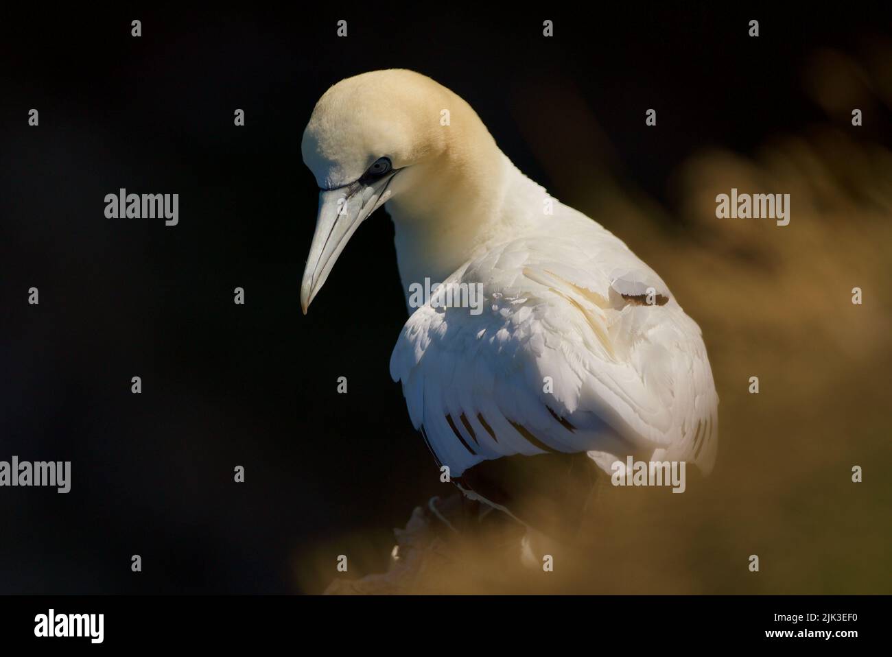 Closeup shot of a lone/solo Northern (Morus bassanus) sat on