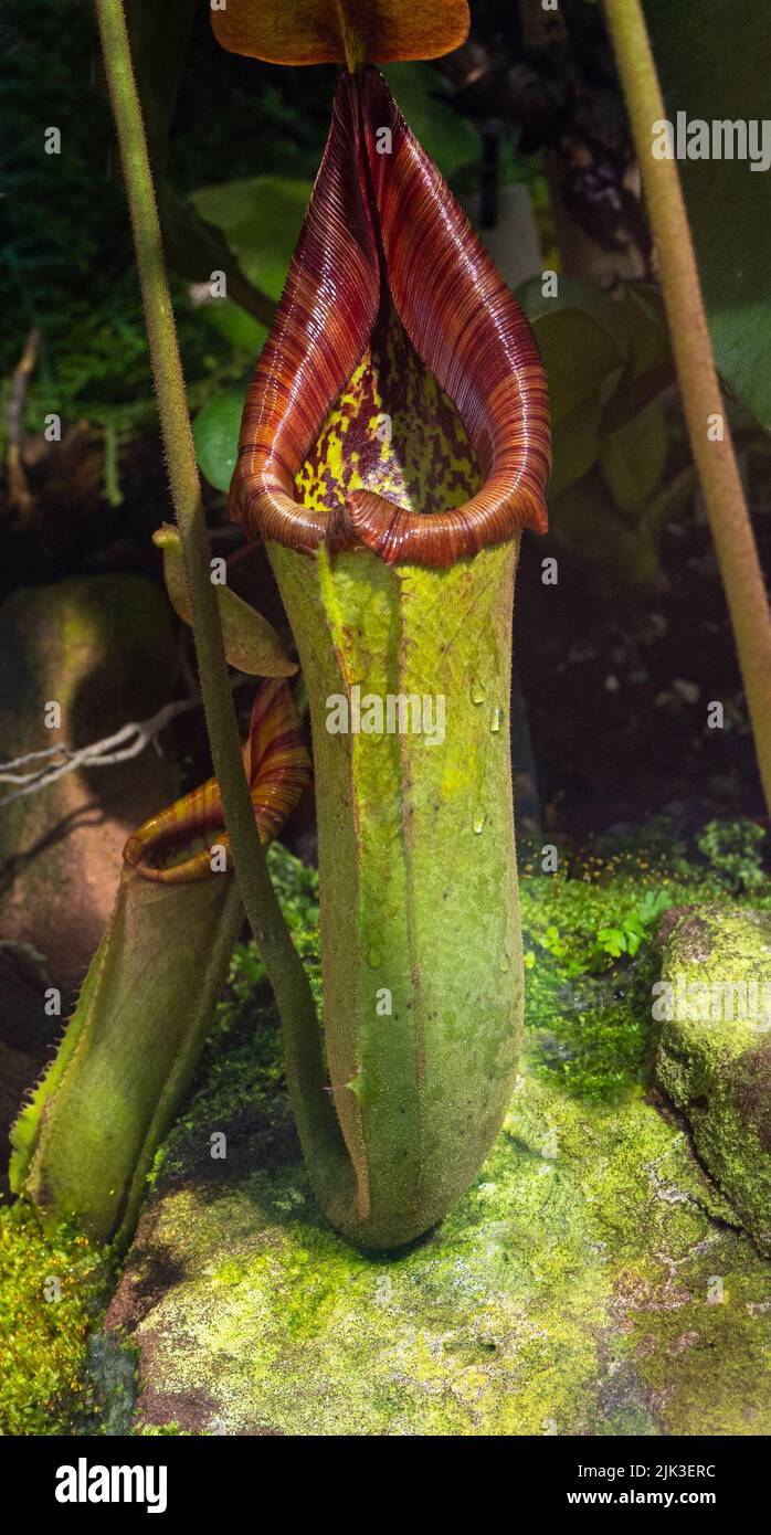 The tropical pitcher plant Nepenthes truncata, a carnivorous plant. Nepenthes truncata is endemic to Mindanao in the Philippines Stock Photo