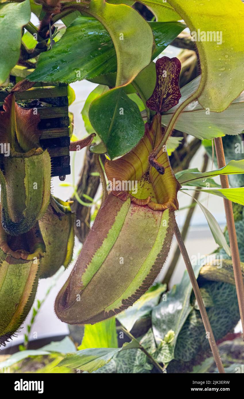 Veitch‘s Pitcher Plant (Nepenthes veitchii) is a carnivorous plant of the pitcher plant genus (Nepenthes). Stock Photo