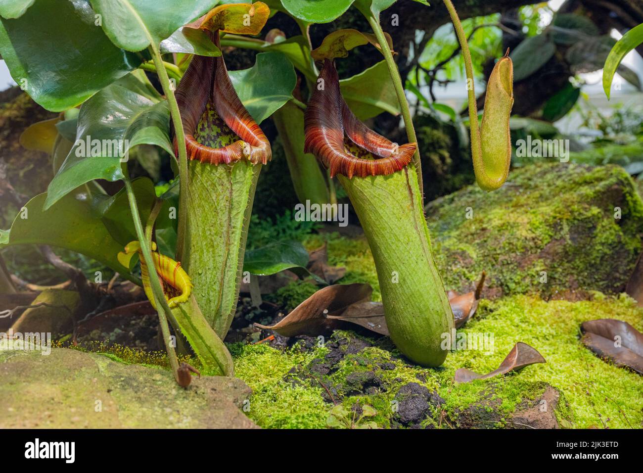 The tropical pitcher plant Nepenthes truncata, a carnivorous plant. Nepenthes truncata is endemic to Mindanao in the Philippines Stock Photo