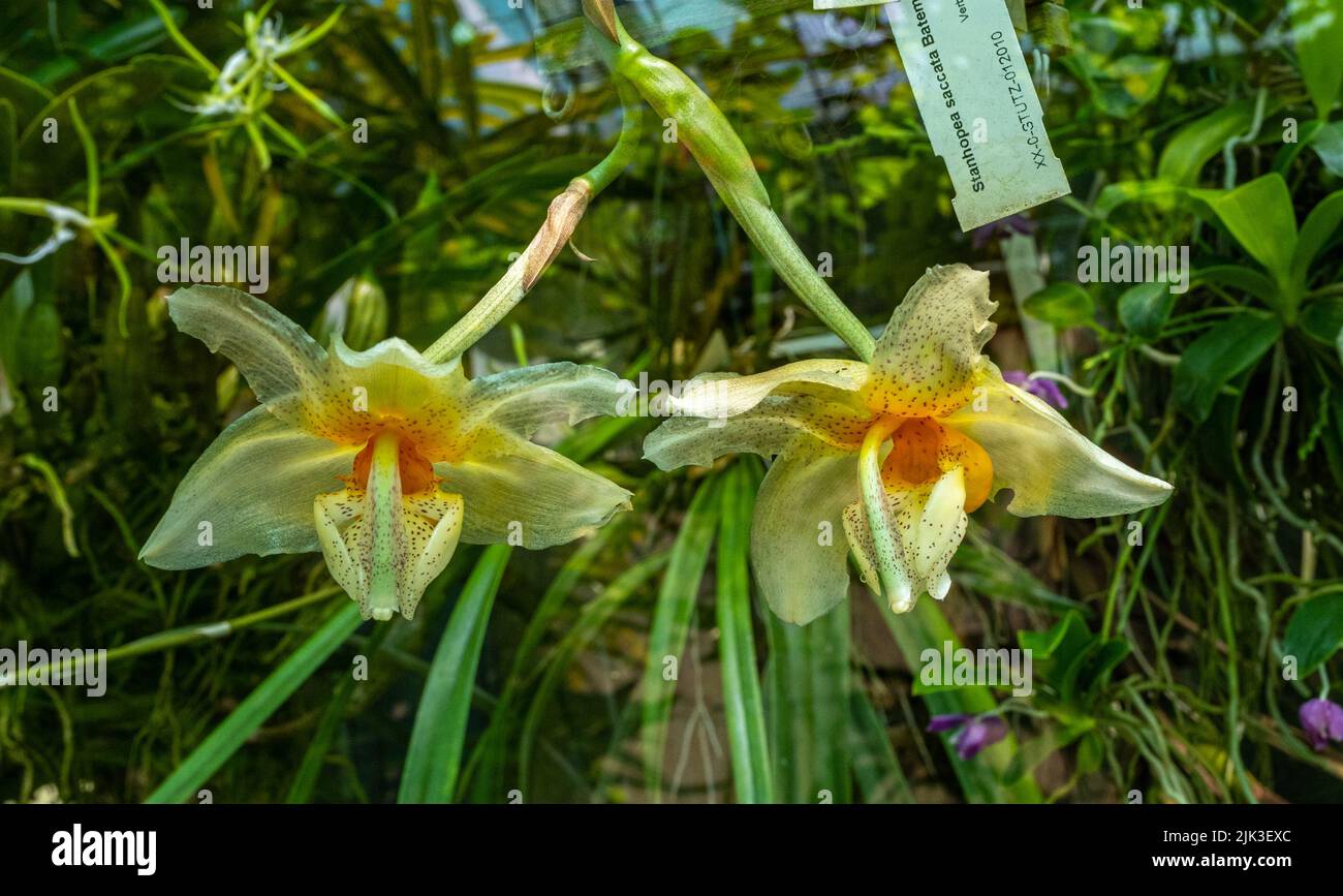 Stanhopea saccata is a species of orchid occurring from Mexico (Chiapas) to Central America. Stock Photo
