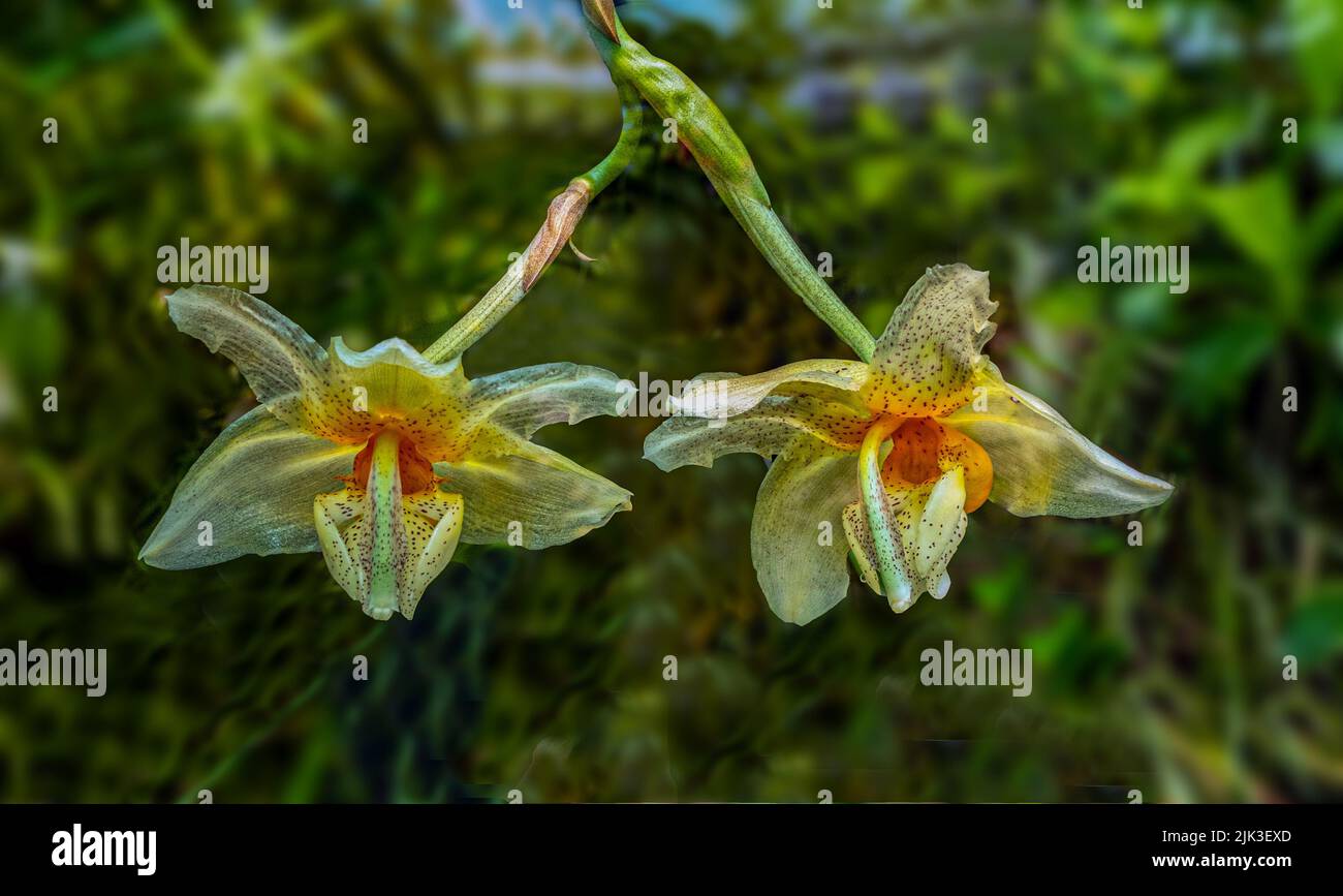 Stanhopea saccata is a species of orchid occurring from Mexico (Chiapas) to Central America. Stock Photo