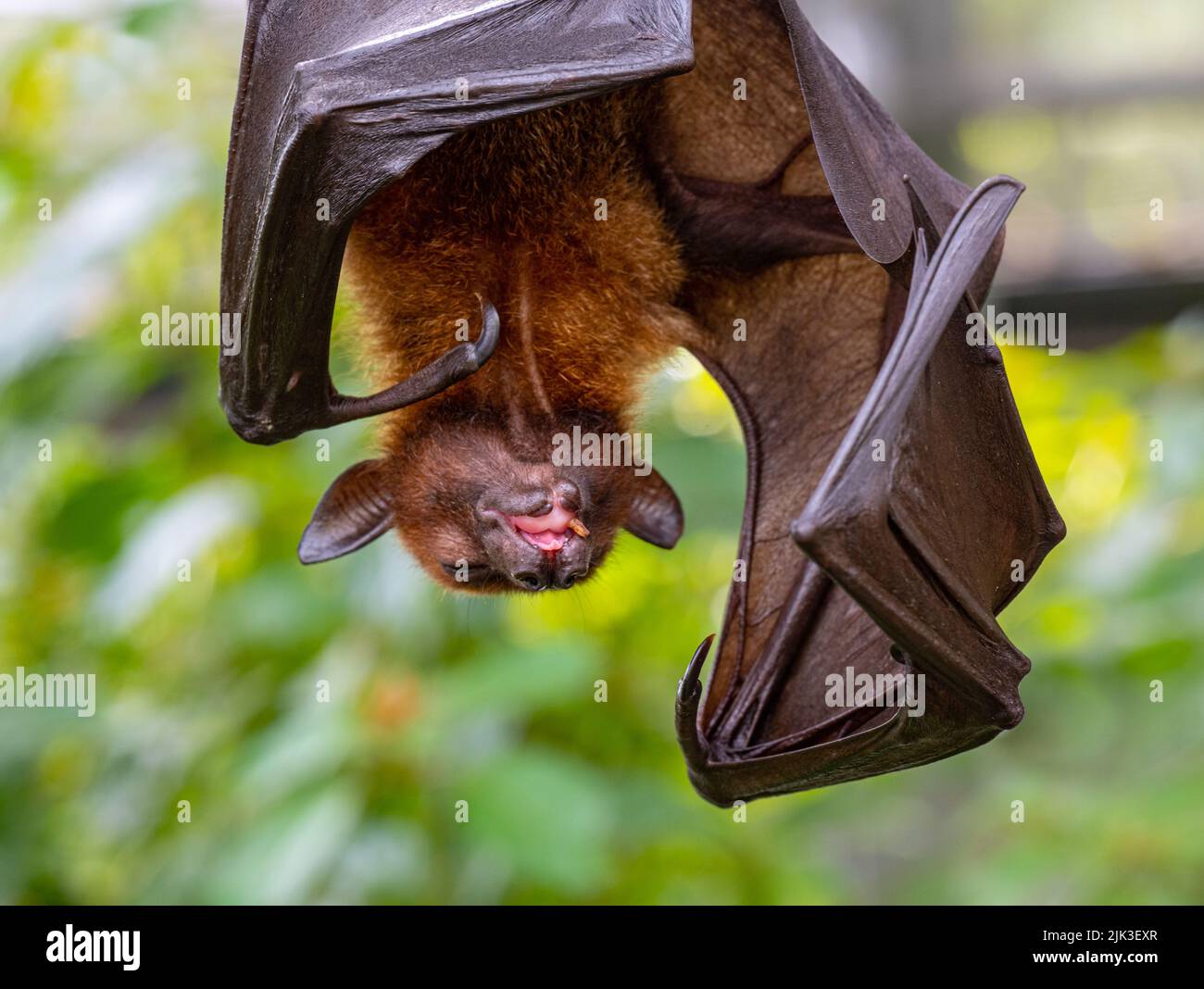 Isolated black flying-foxes (Pteropus alecto) hanging in a tree Stock ...