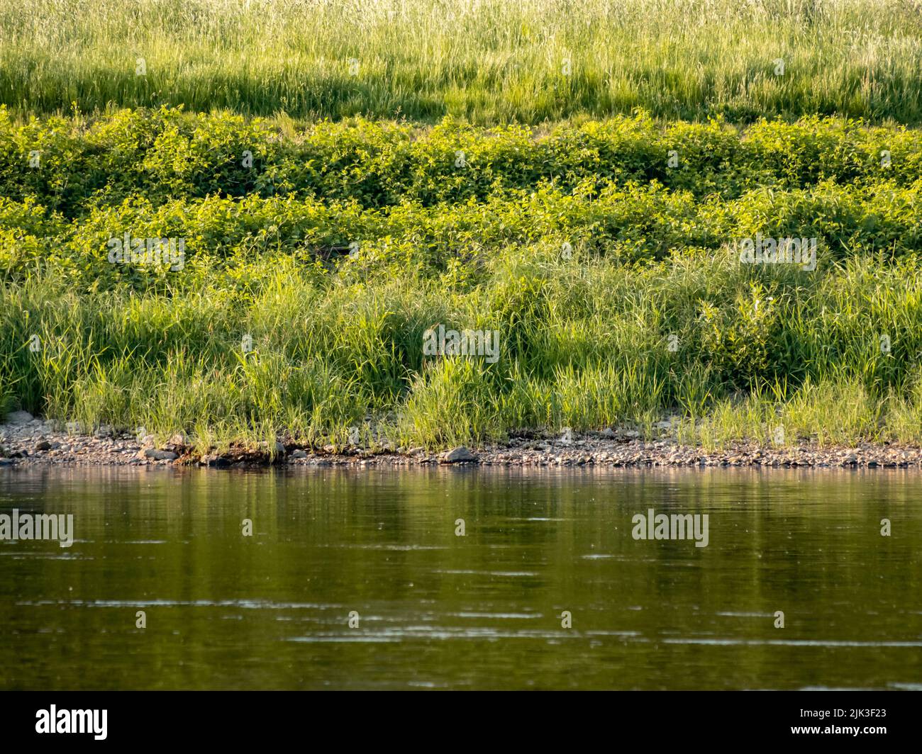Water of a river or lake and green grass on the shoreline. Calm water surface, small stones and lush vegetation. Plants next to a body of water. Stock Photo