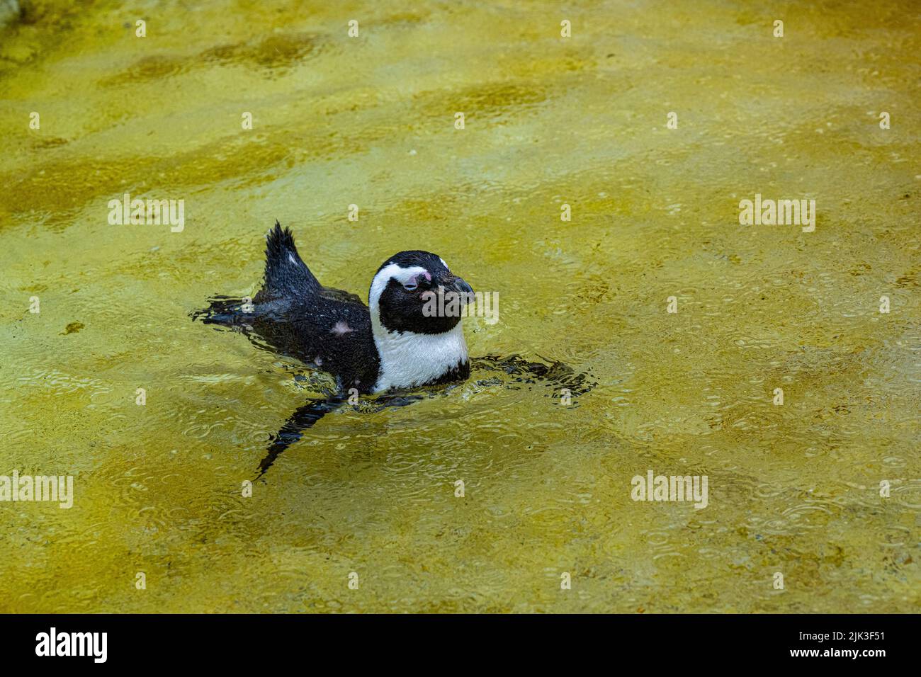 African penguin (Spheniscus demersus), also called the black-footed