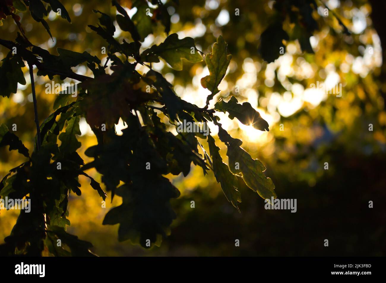 Autumn sunny light oak leaves hi-res stock photography and images - Alamy