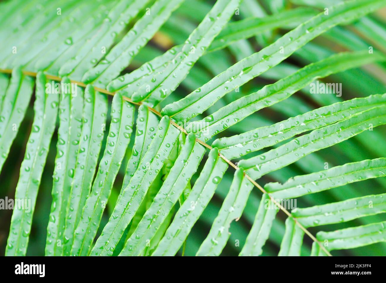 Pteris vittataPteris vittata or Pteris vittata L or fern , fern plant and rain drop Stock Photo