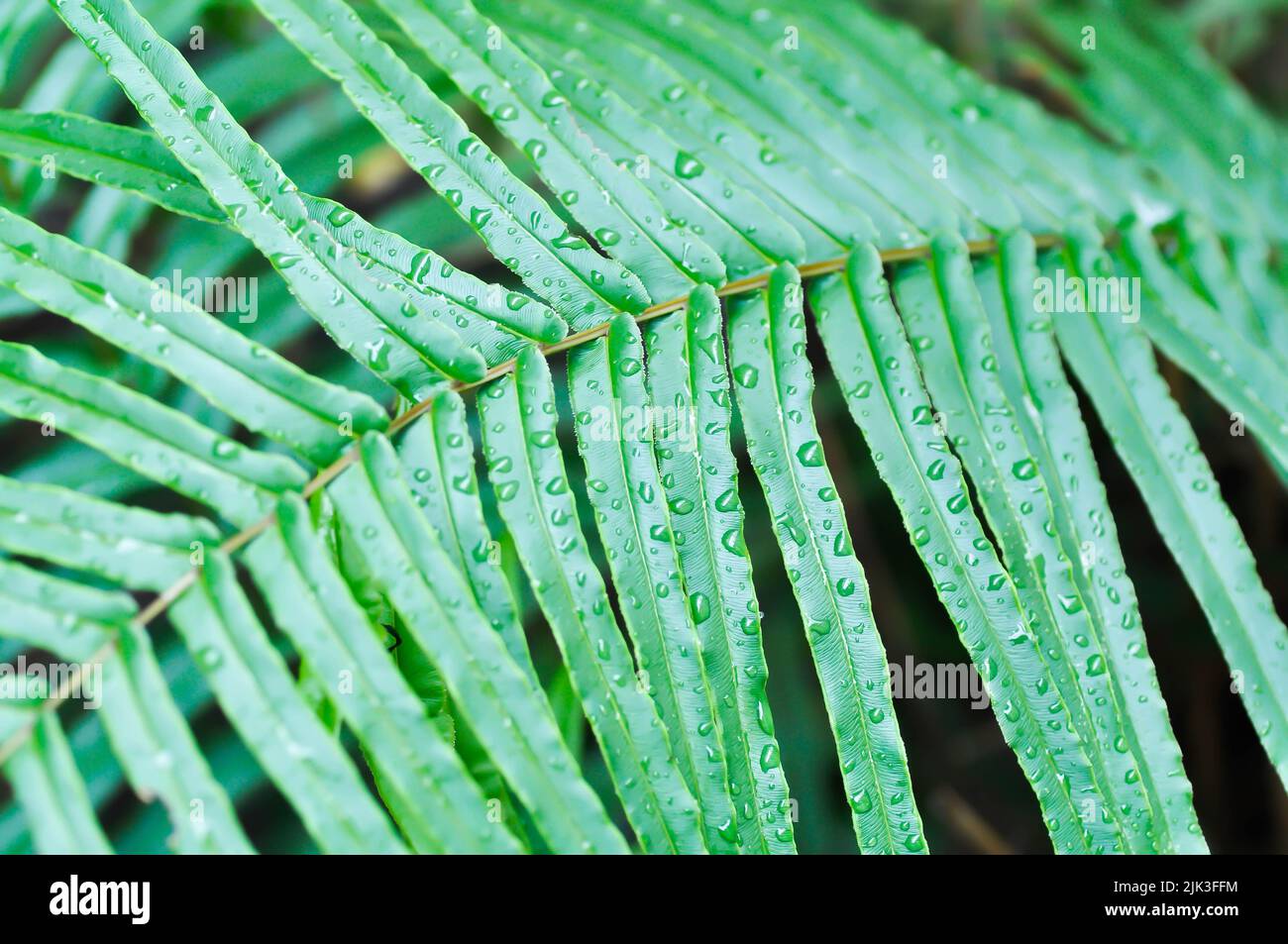 Pteris vittataPteris vittata or Pteris vittata L or fern , fern plant and rain drop on the leaf Stock Photo