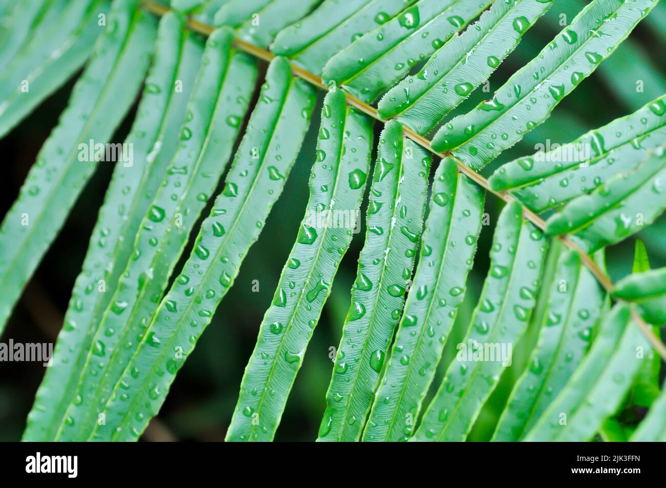 Pteris vittataPteris vittata or Pteris vittata L or fern , fern plant and rain drop on the leaf Stock Photo