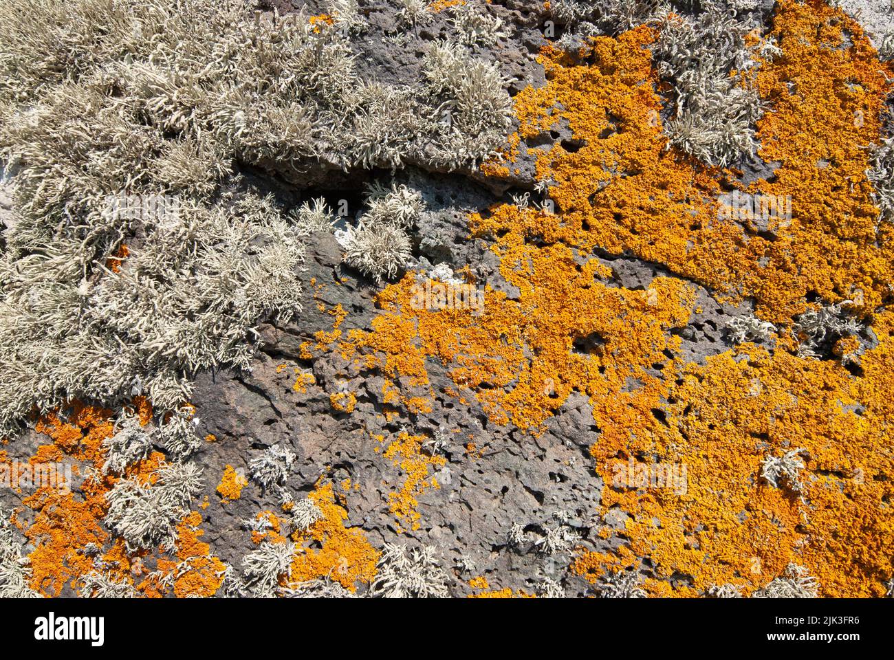 Orange lichen (Xanthoria aureola) and sea ivory (Ramalina siliquosa) Stock Photo