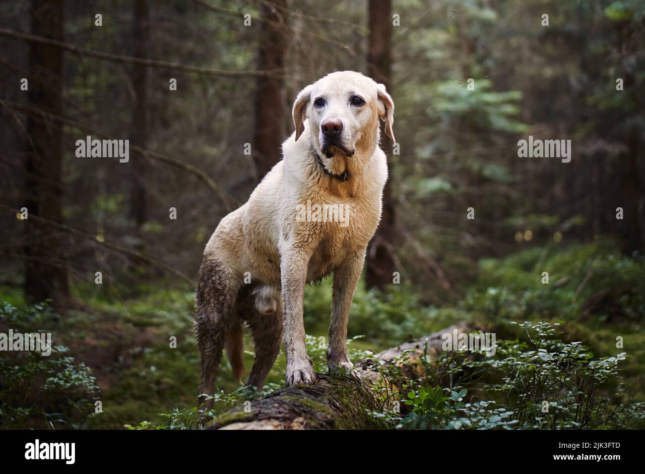 Adventure trip with happy dog. Wet and dirty labrador retriever during hike in deep forest. Stock Photo