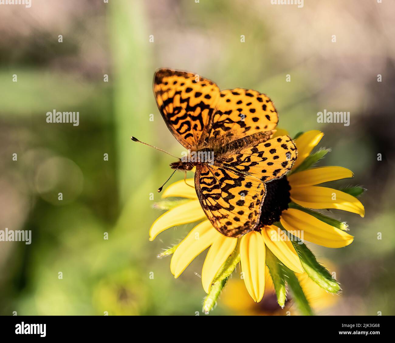 Meadow fritillary butterfly on a rudbeckia, aka black-eyed susan wildflower at St. Croix State Park, Hinckley, Minnesota USA. Stock Photo