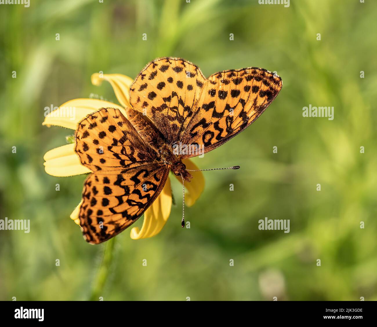 Meadow fritillary butterfly on a rudbeckia, aka black-eyed susan wildflower at St. Croix State Park, Hinckley, Minnesota USA. Stock Photo