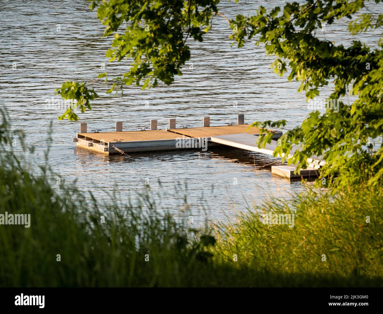 Landing stage on a river or a lake. Natural area with many green leaves during a summer evening. Wooden planks swimming on the water. Stock Photo