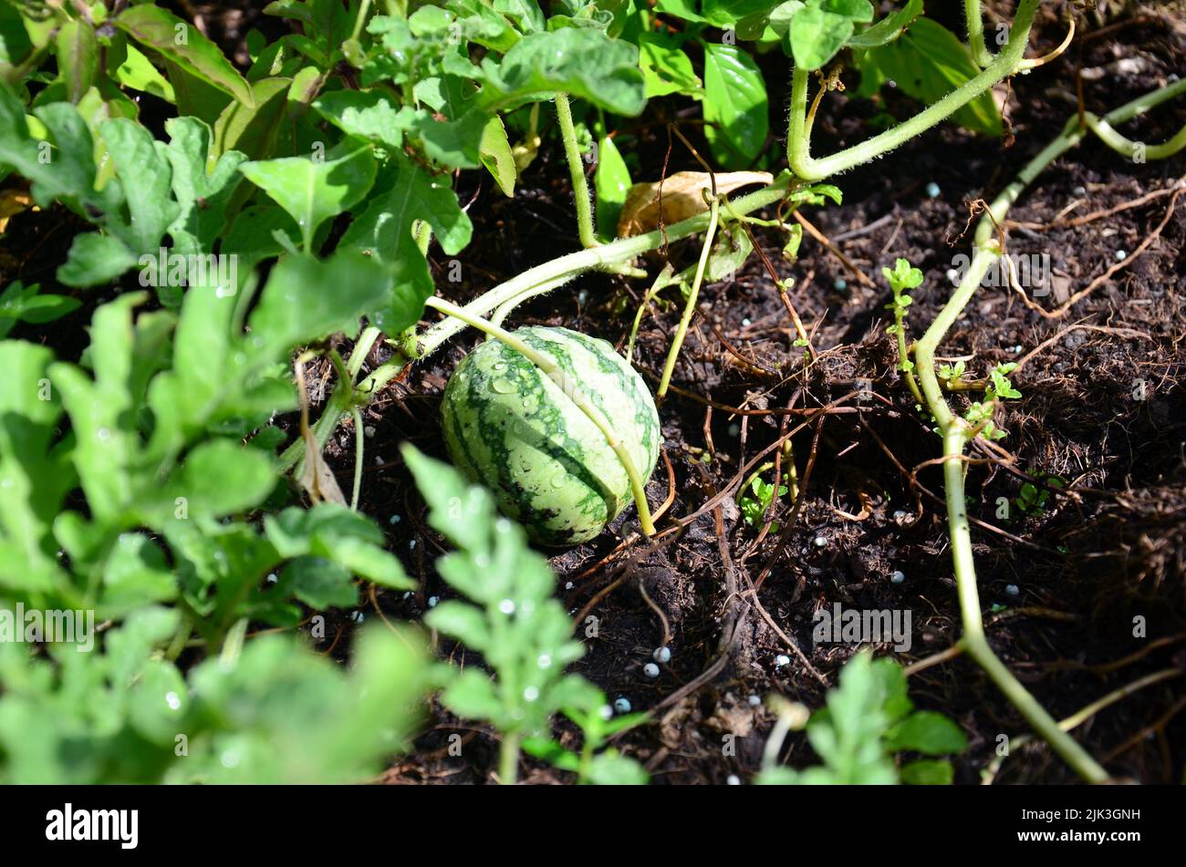 Small watermelon in gardens on terraces rooftop of house gardening
