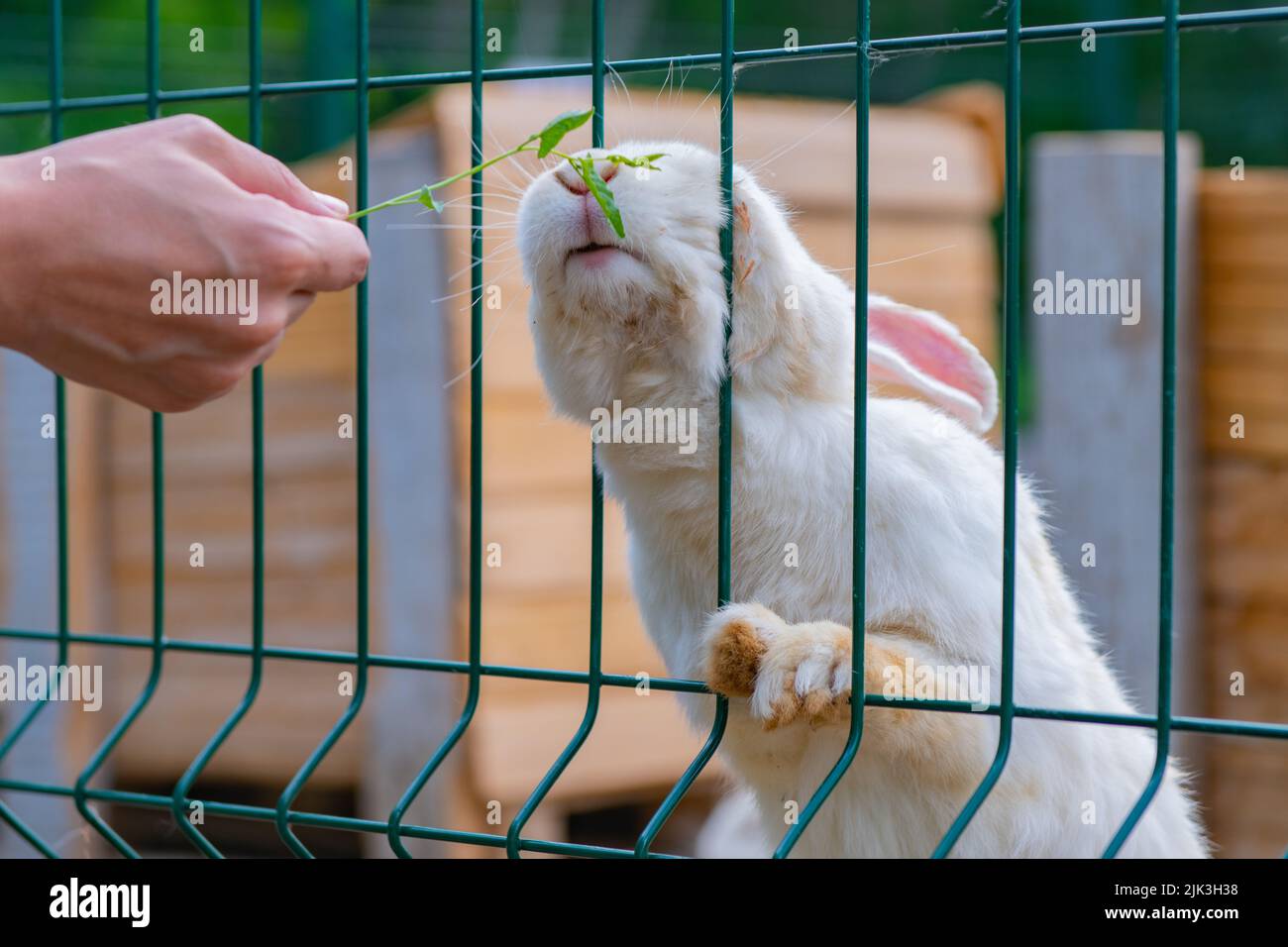 grass fed white rabbit in a cage Stock Photo - Alamy