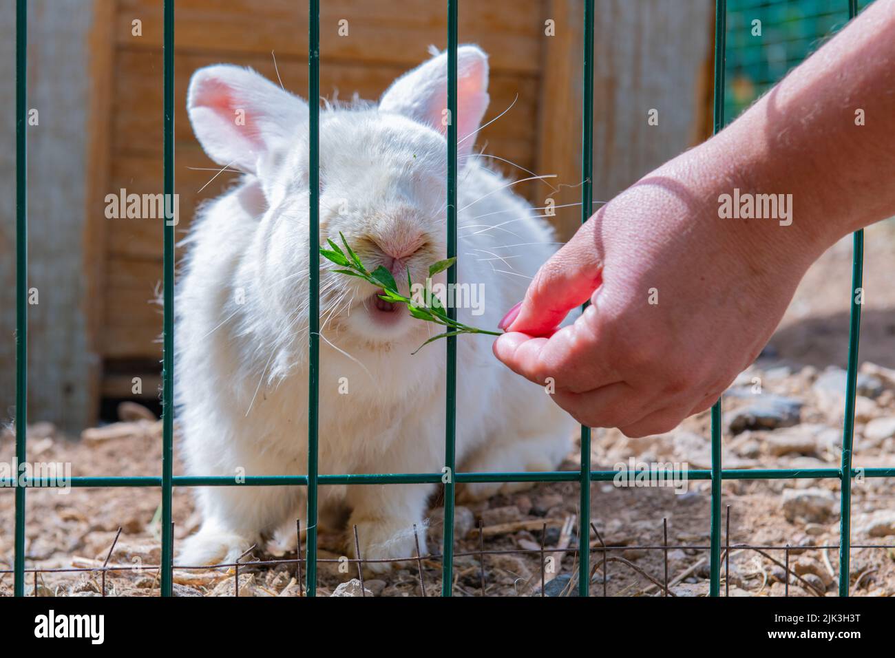 a white rabbit is fed grass through a grate Stock Photo - Alamy