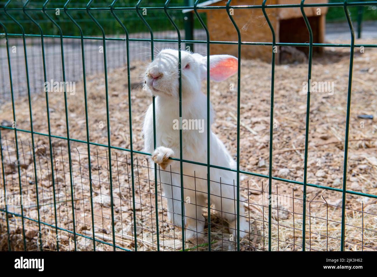grass fed white rabbit in a cage Stock Photo