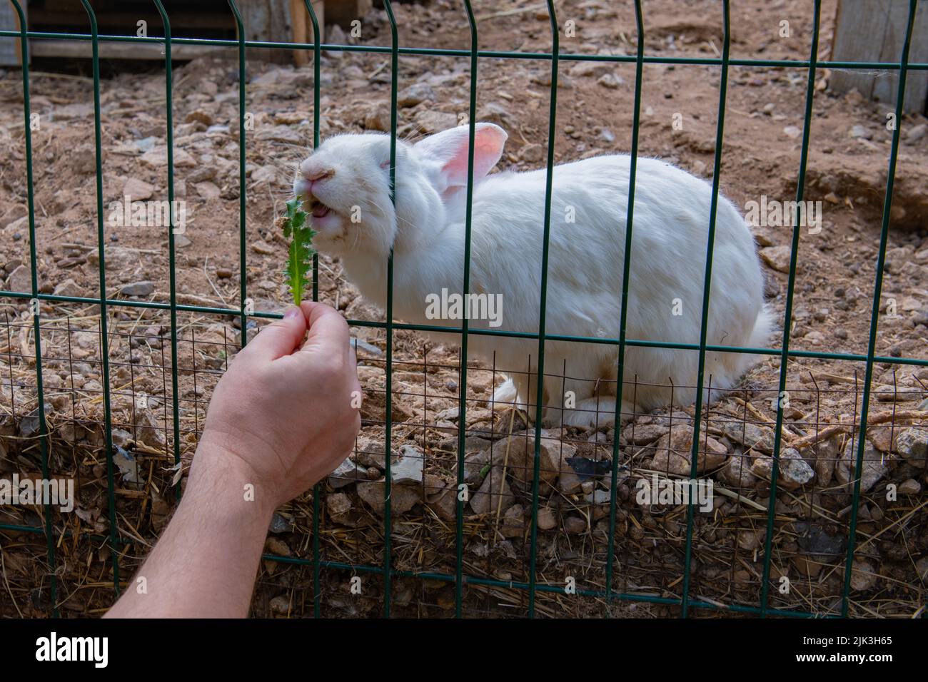 grass fed white rabbit in a cage Stock Photo - Alamy