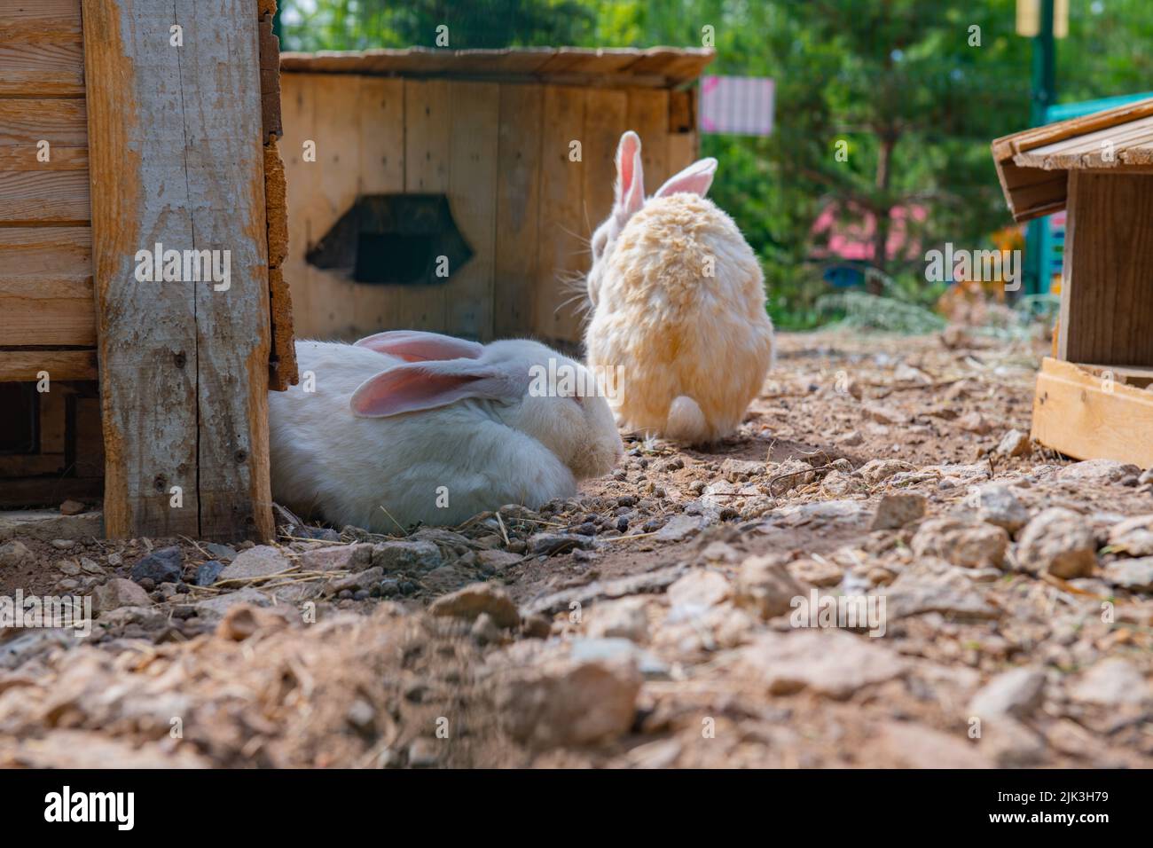 many white and gray rabbits live in a cage Stock Photo Alamy