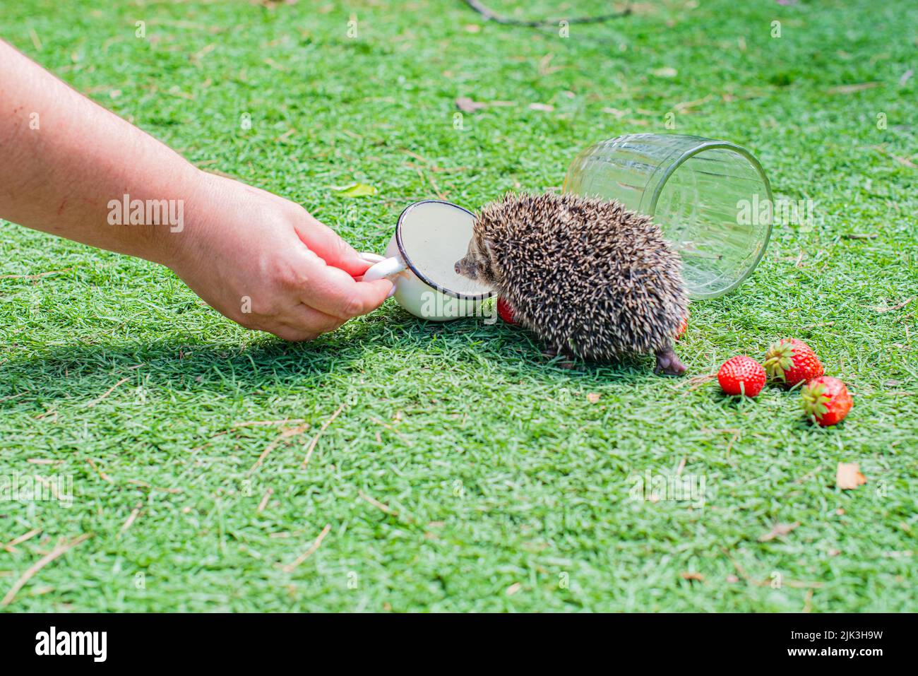 prickly hedgehog in a clearing with red strawberries Stock Photo