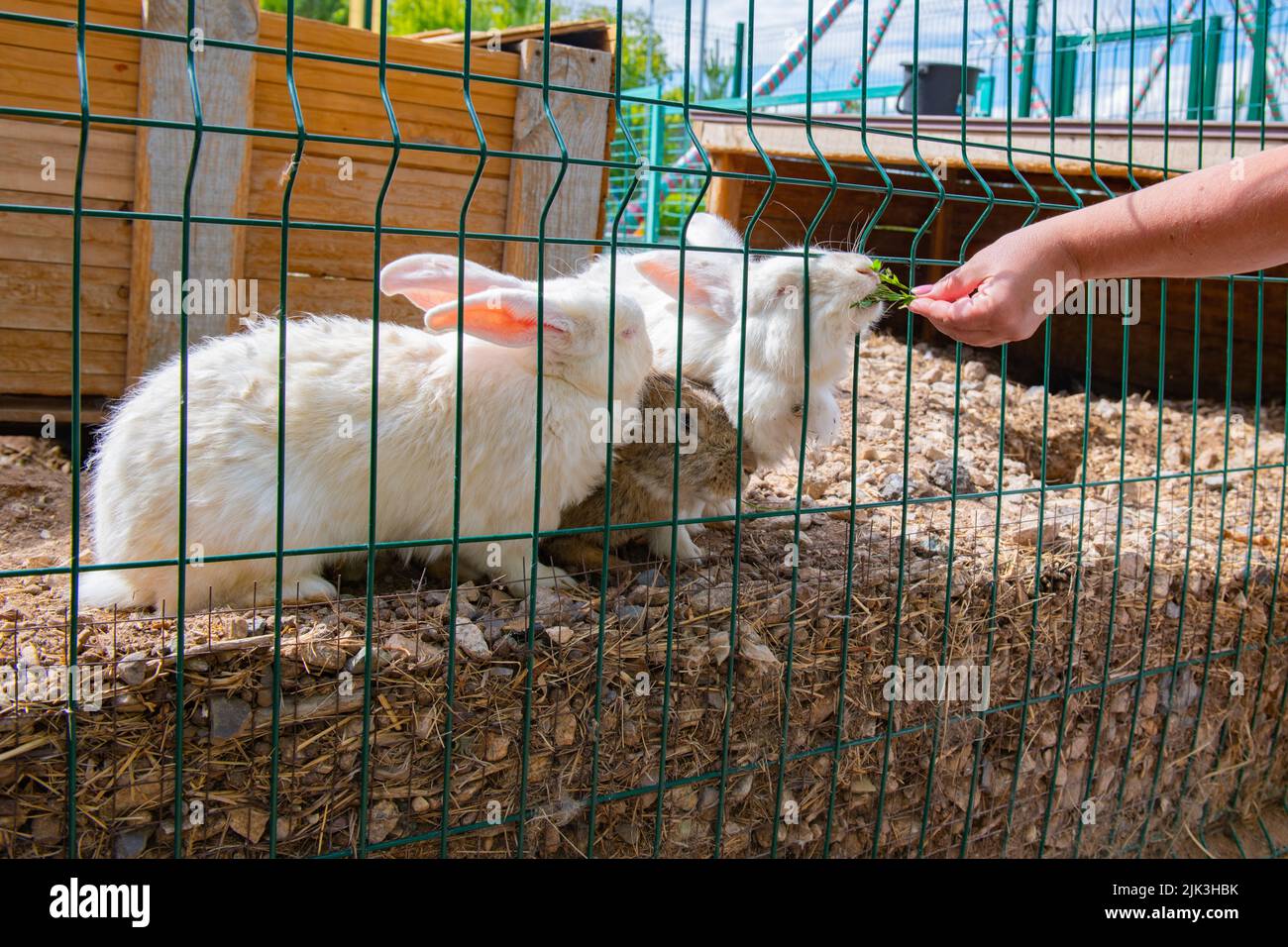many white and gray rabbits walk around the pen Stock Photo - Alamy