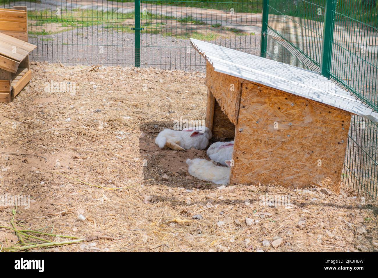 in the house the rabbits rest in a cage Stock Photo Alamy