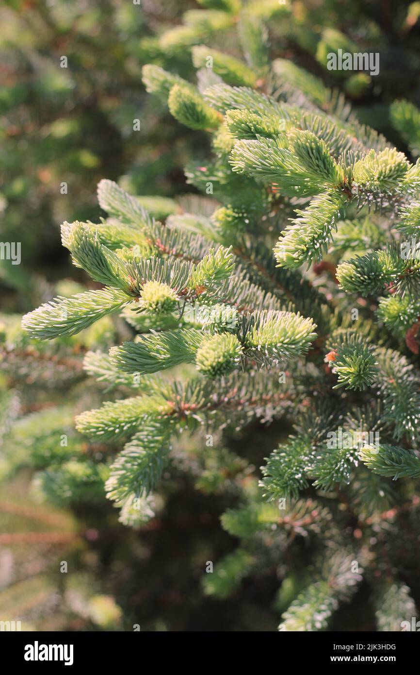new growth pine needles on a conifer tree branch Stock Photo