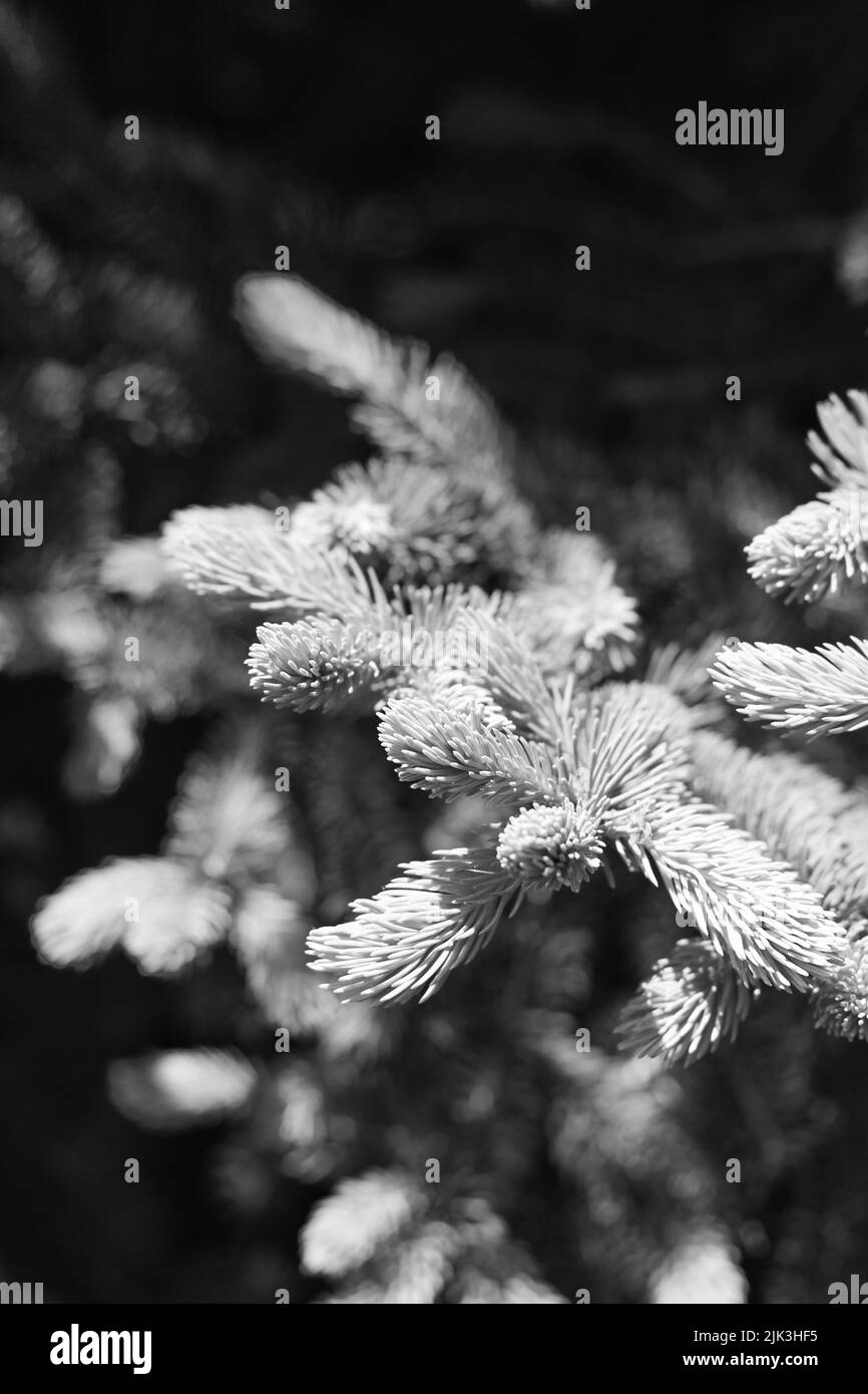 Gorgeous new growth pine needles on a conifer tree branch in black and ...