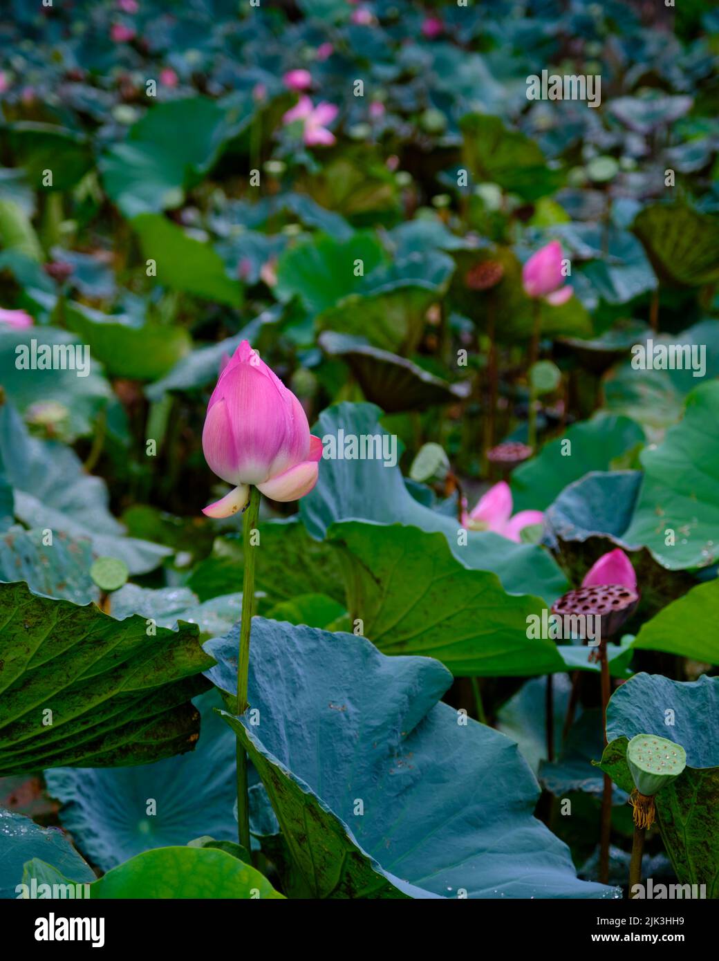 Lotus at the pond Stock Photo Alamy