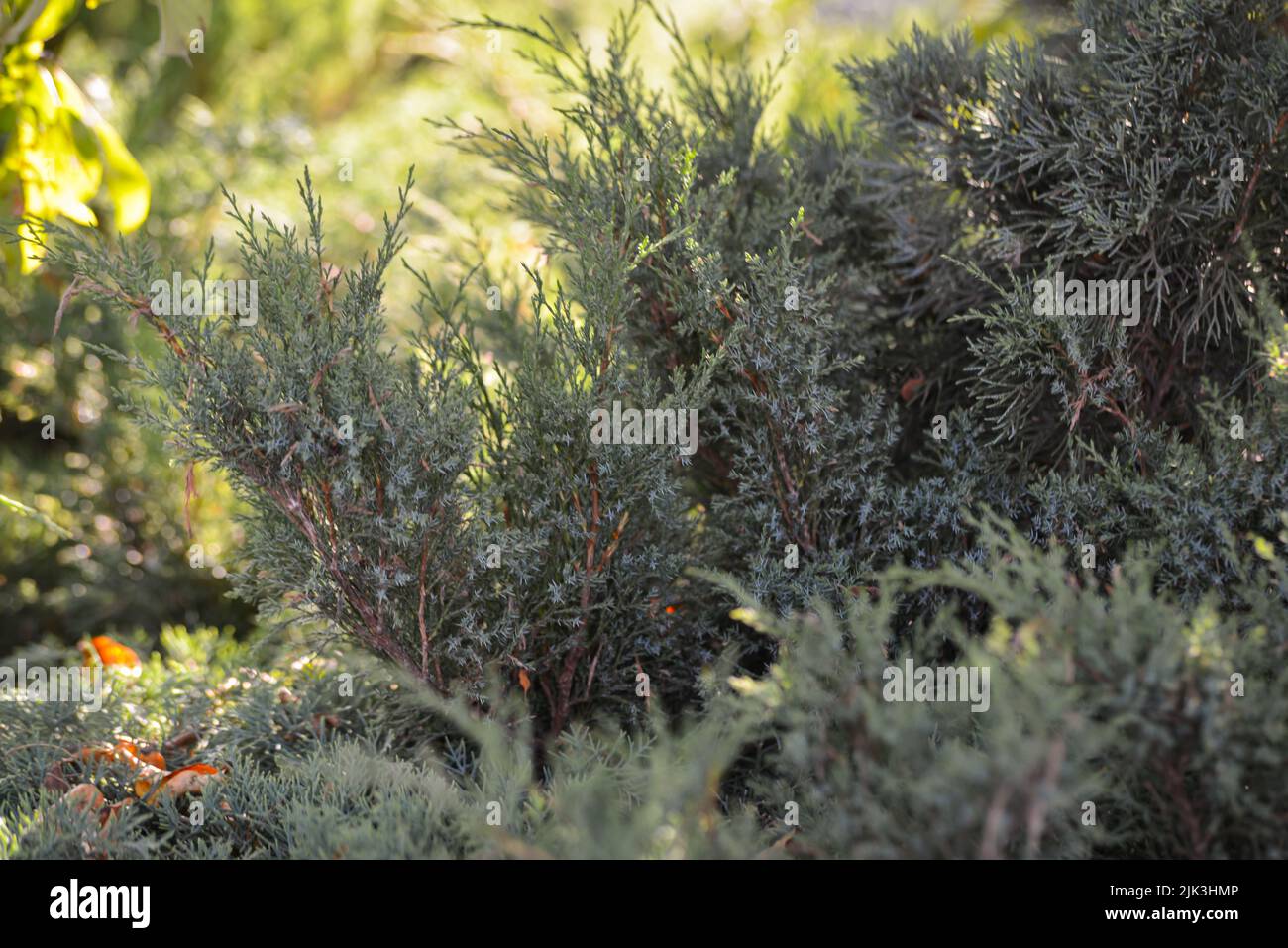 Close-up of a juniper in a flower bed with fallen old orange autumn leaves. Warm summer evening sun. Stock Photo