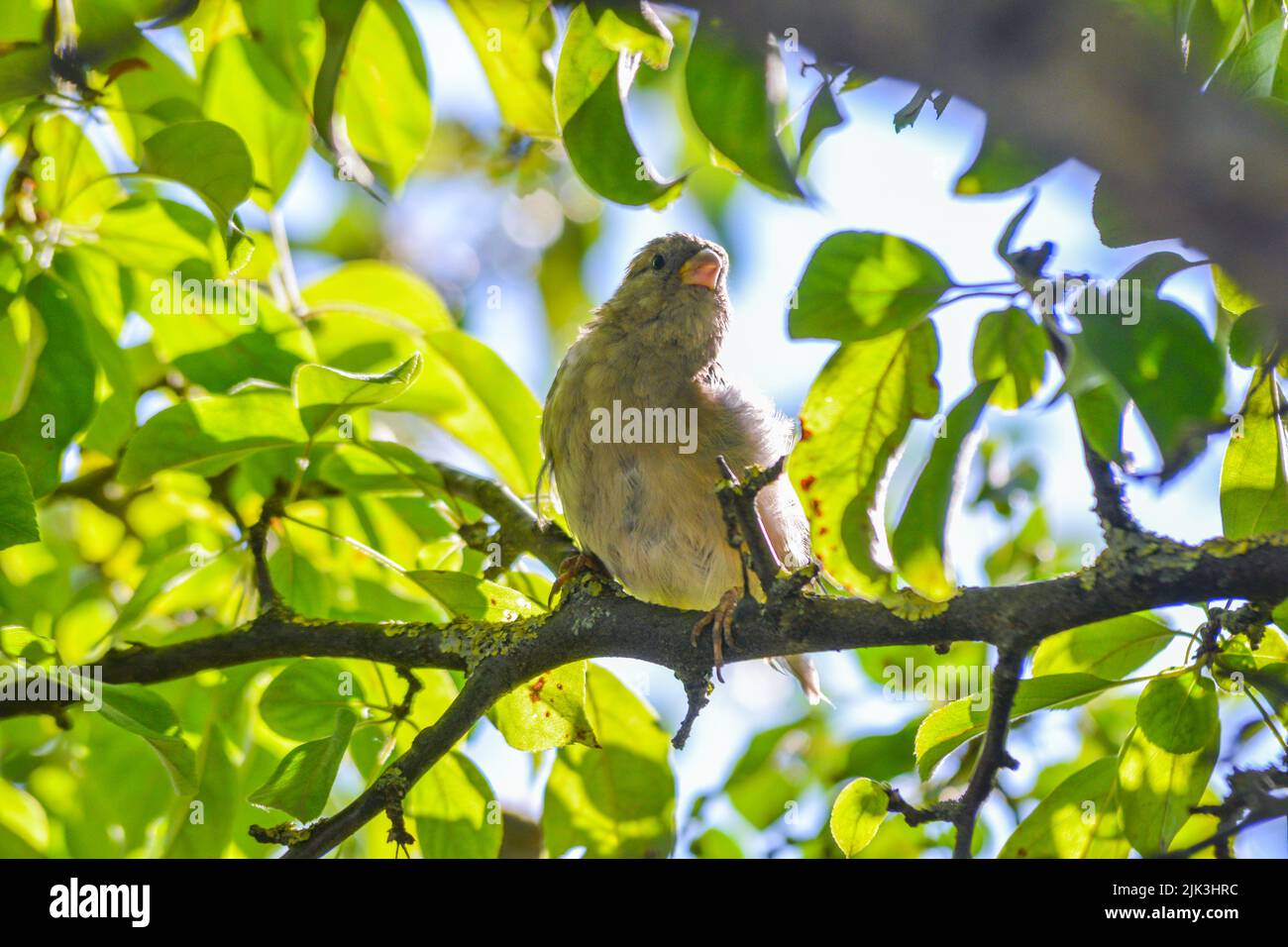 House sparrow (Passer domesticus) perching on a tree branch Stock Photo