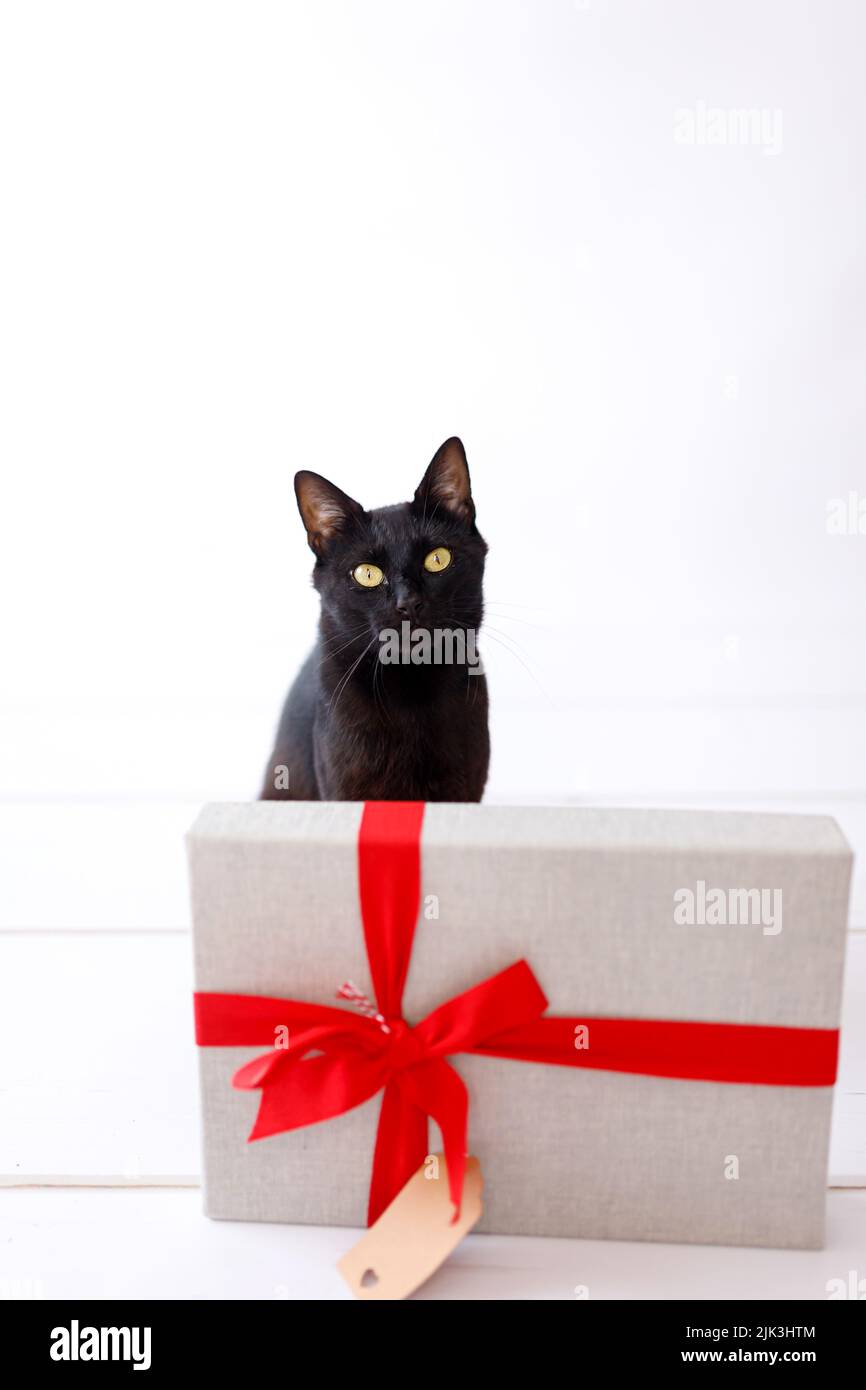 christmas black cat with christmas present Stock Photo