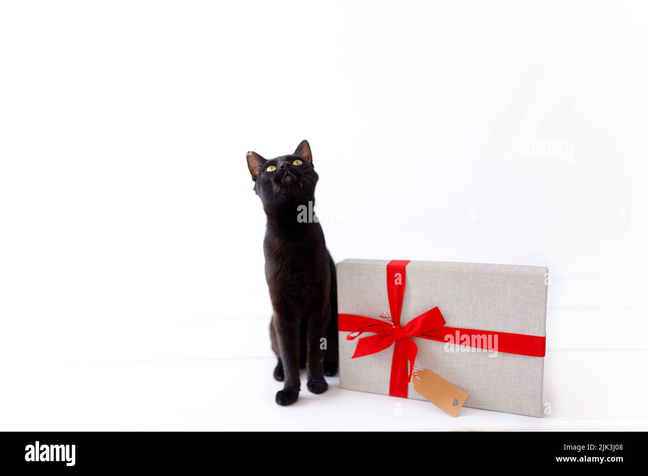 christmas black cat with christmas present. Stock Photo