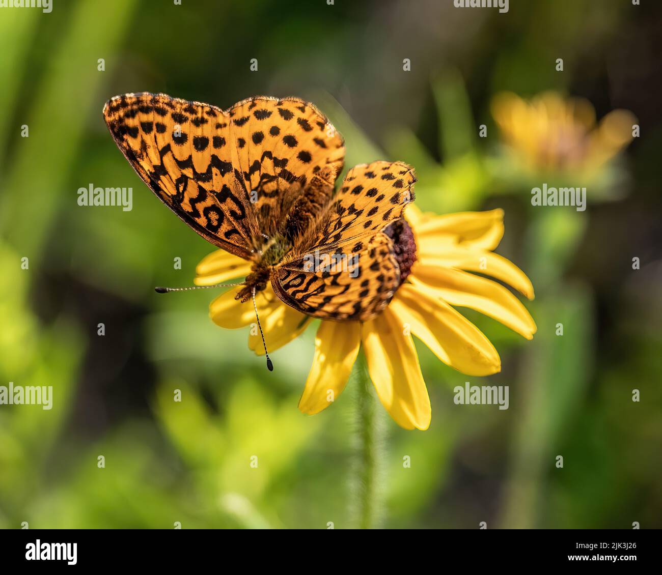 Meadow fritillary butterfly on a rudbeckia, aka black-eyed susan wildflower at St. Croix State Park, Hinckley, Minnesota USA. Stock Photo