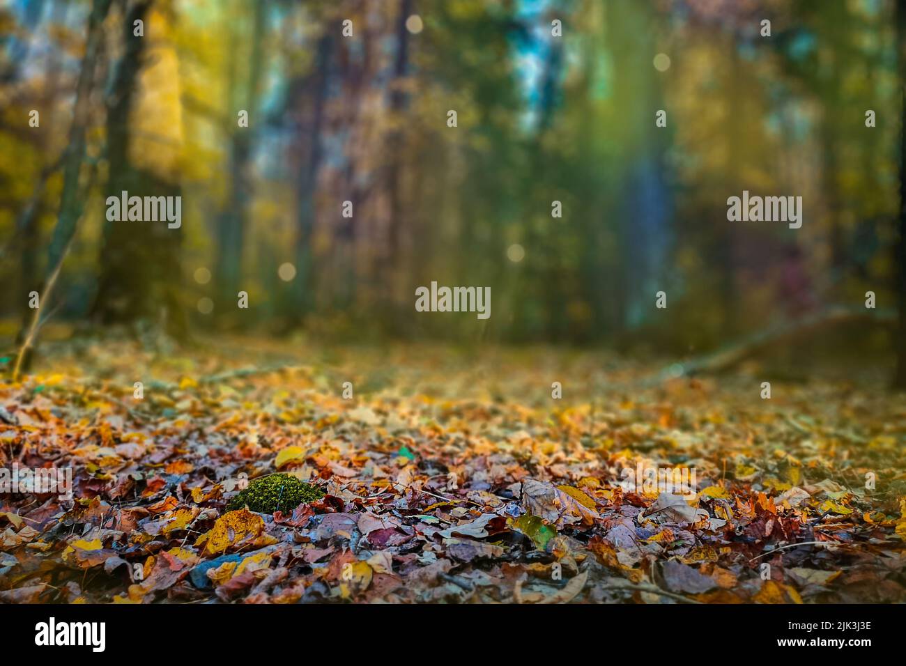 Autumn forest trees leaves and green grass. Patterns of colorful leaves ...