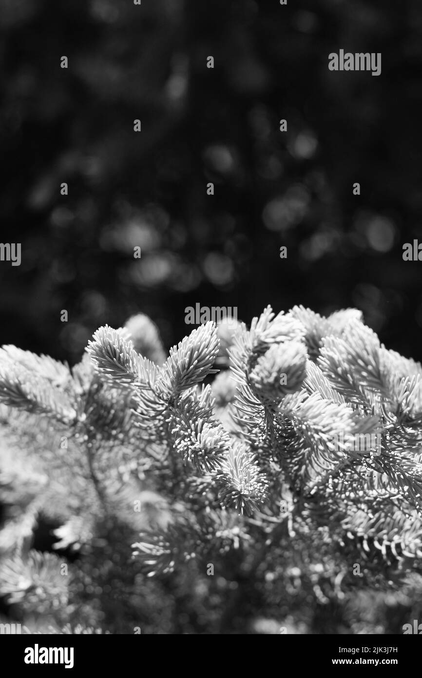 new growth pine needles on a conifer tree branch in black and