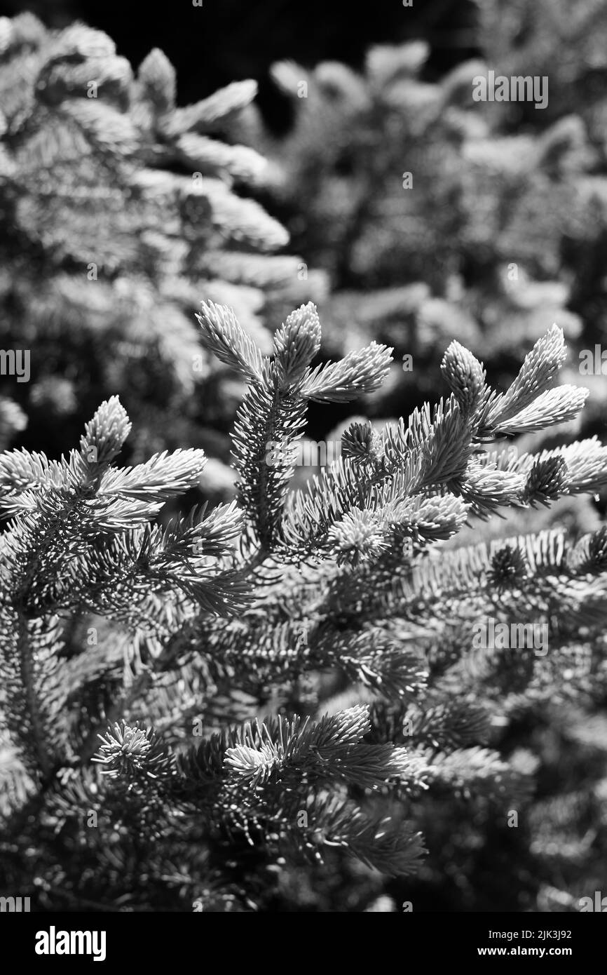 Gorgeous new growth pine needles on a conifer tree branch in black and ...