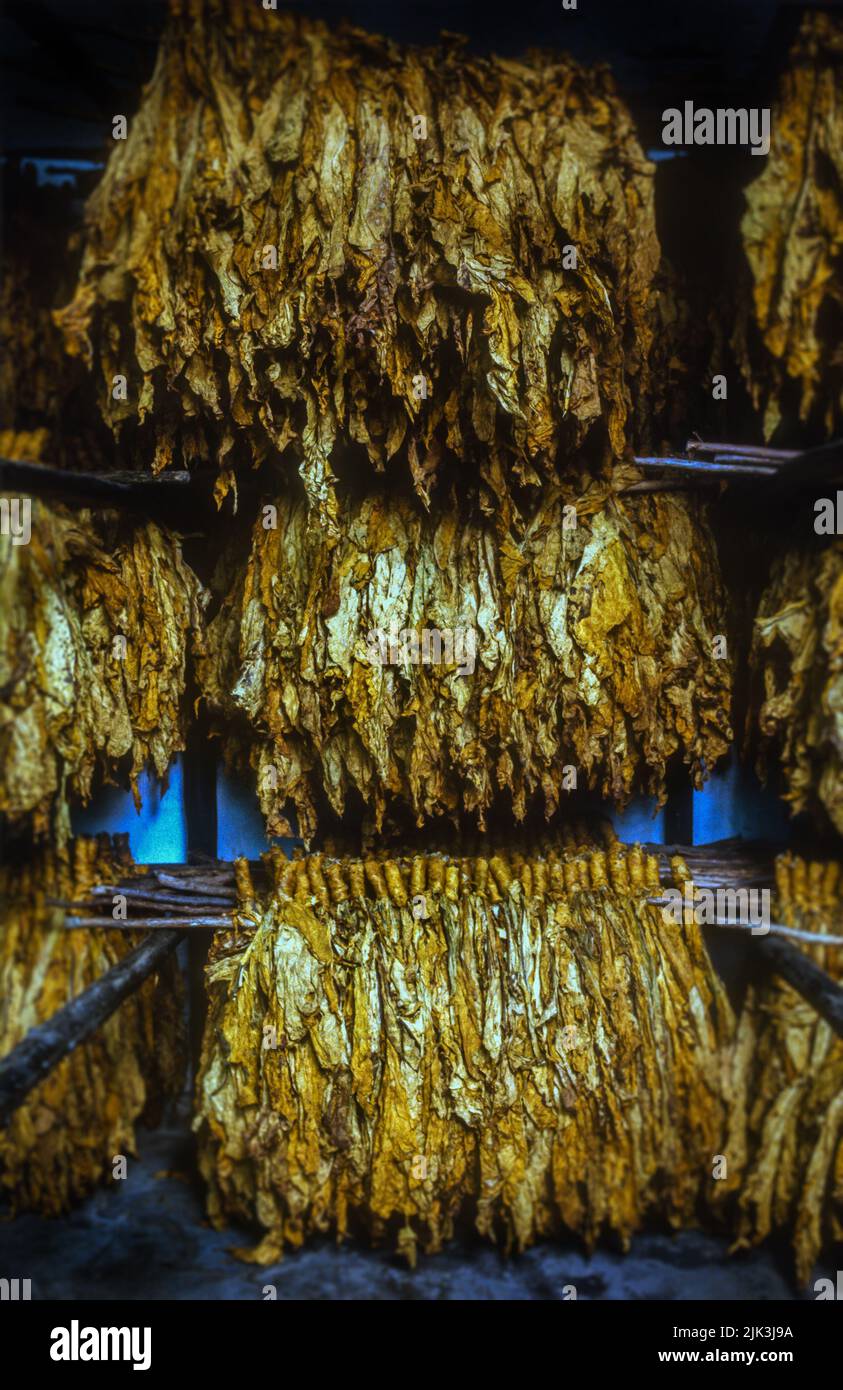 Golden tobacco leaves hanging to dry in a tobacco factory in Zimbabwe, Africa. Stock Photo