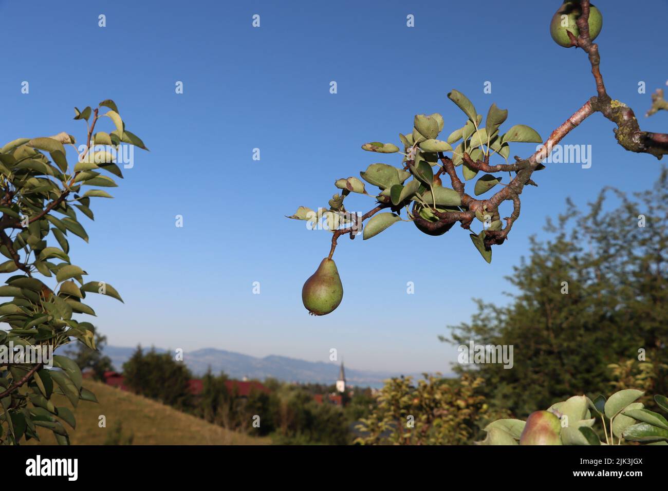 green pear. growing in pear plantage. with scenic view to lake of constance and alps. at sunny summer day with blue sky Stock Photo