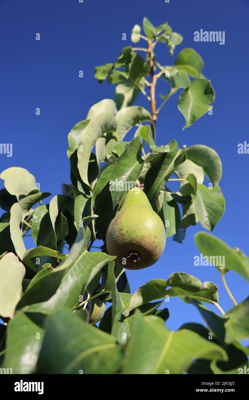 green pear. growing in pear plantage. with scenic view to lake of constance and alps. at sunny summer day with blue sky Stock Photo