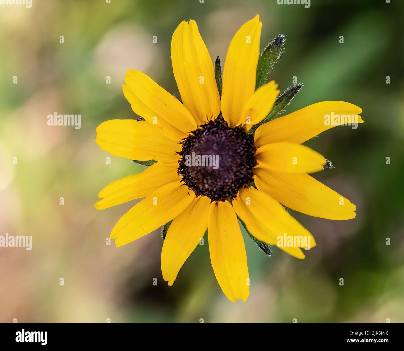 Pretty yellow rudbeckia, aka black-eyed susan wildflower in the summertime. Taken at St. Croix State Park in Hinckley, Minnesota USA. Stock Photo