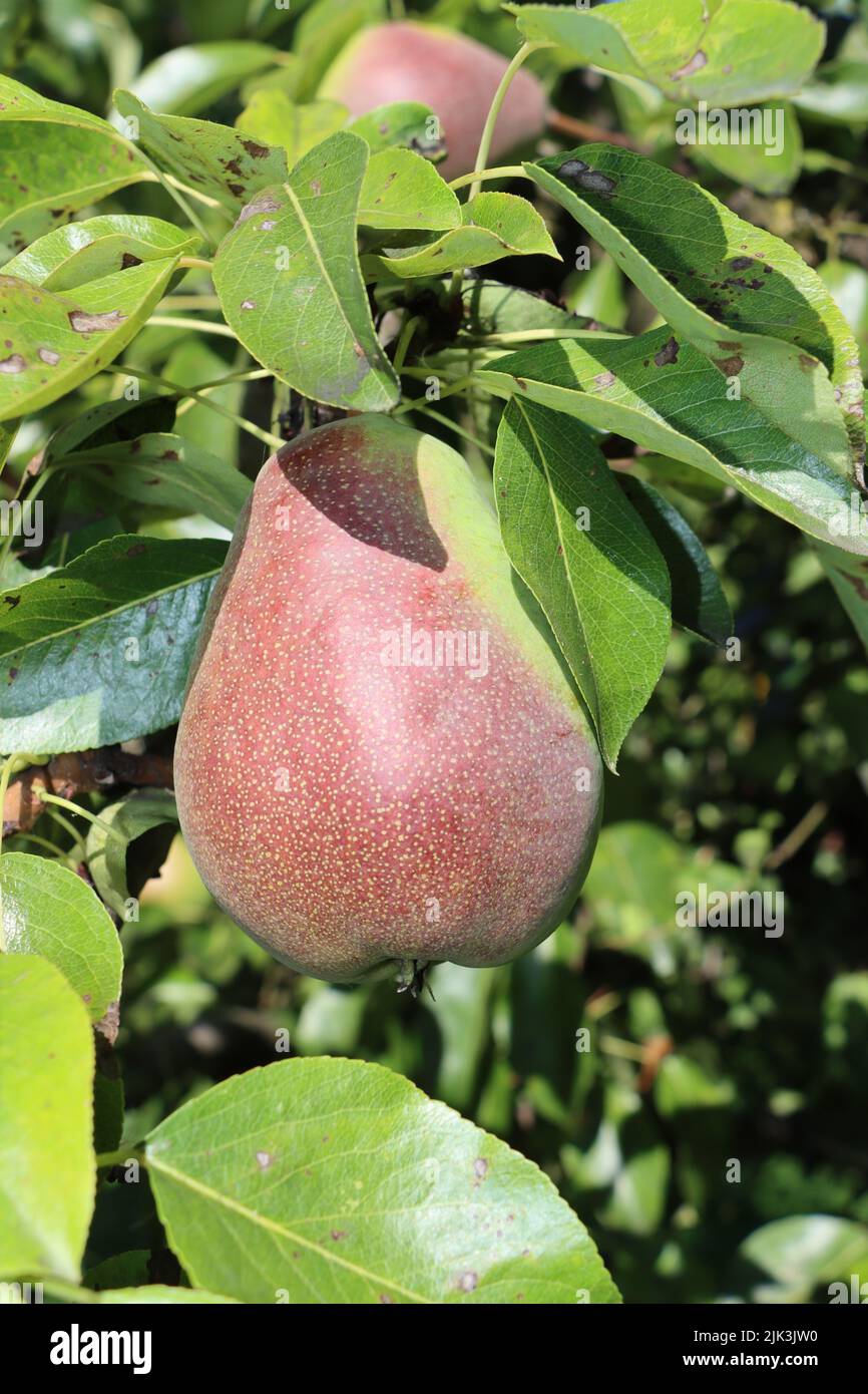 red pear. growing in pear plantage. with scenic view to lake of constance and alps. at sunny summer day with blue sky Stock Photo