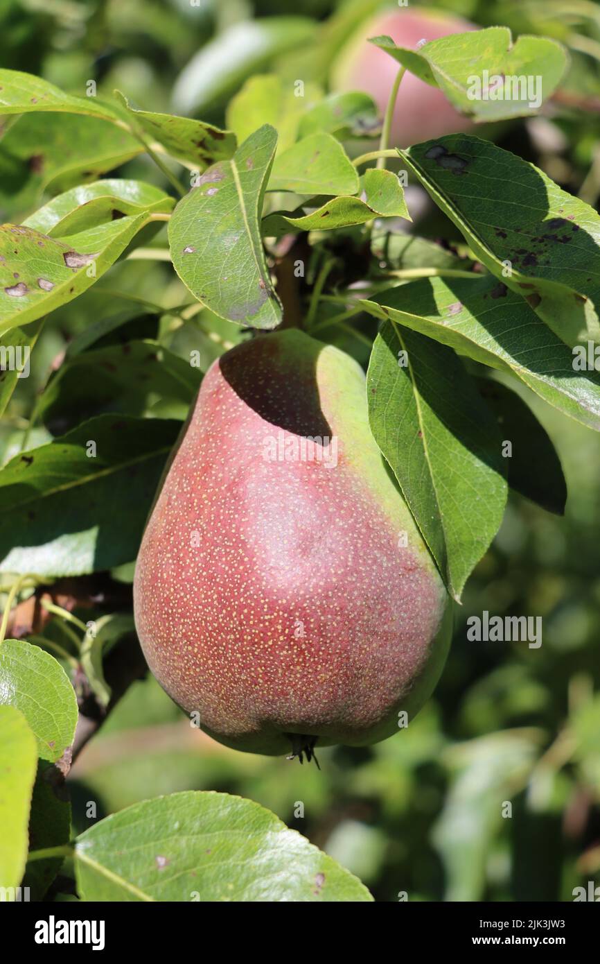 red pear. growing in pear plantage. with scenic view to lake of constance and alps. at sunny summer day with blue sky Stock Photo