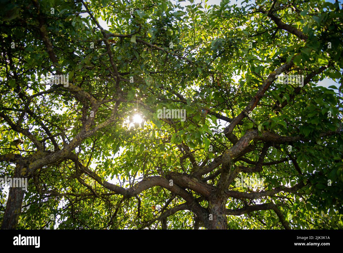 Green blossomed leaves of a tree through which the rays of the evening summer sun shine. Stock Photo