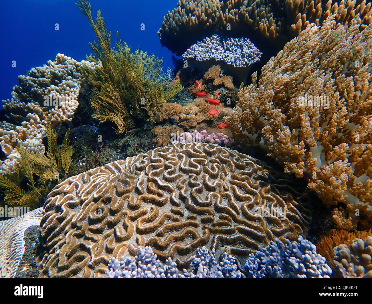 Indonesia Sumbawa - Colorful coral reef with tropical fish Stock Photo