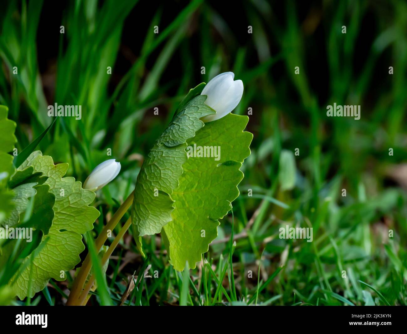 Close-up of the tiny white flower on a bloodroot plant that is growing on a lawn under a cedar hedge on a warm spring day in May. Stock Photo