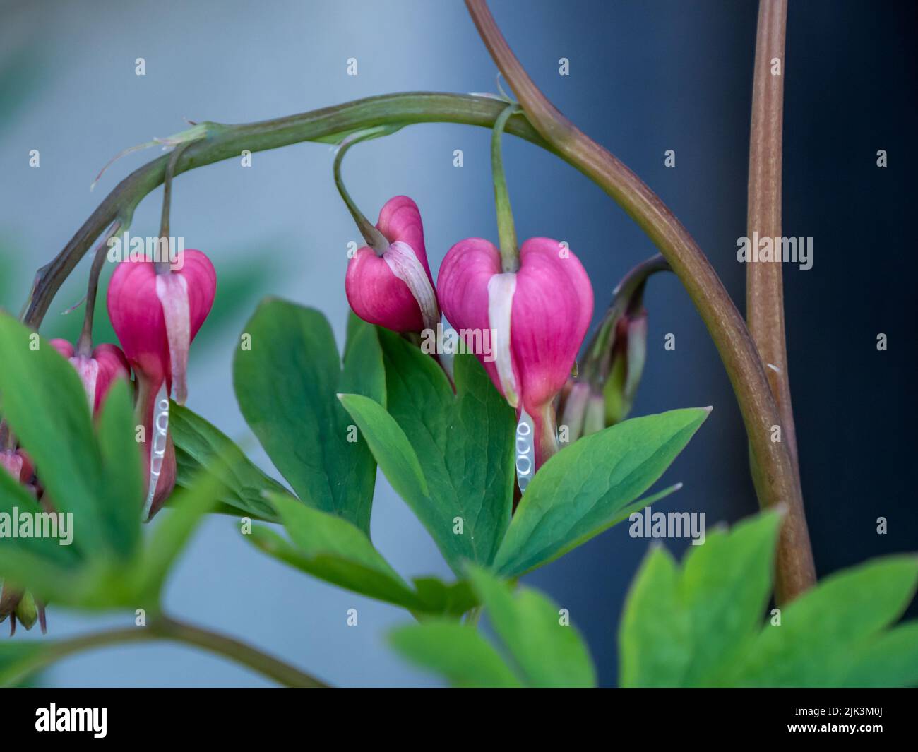 Close-up of the pink and white flowers on a bleeding-heart plant that is starting to bloom in a garden on a warm spring day in May. Stock Photo